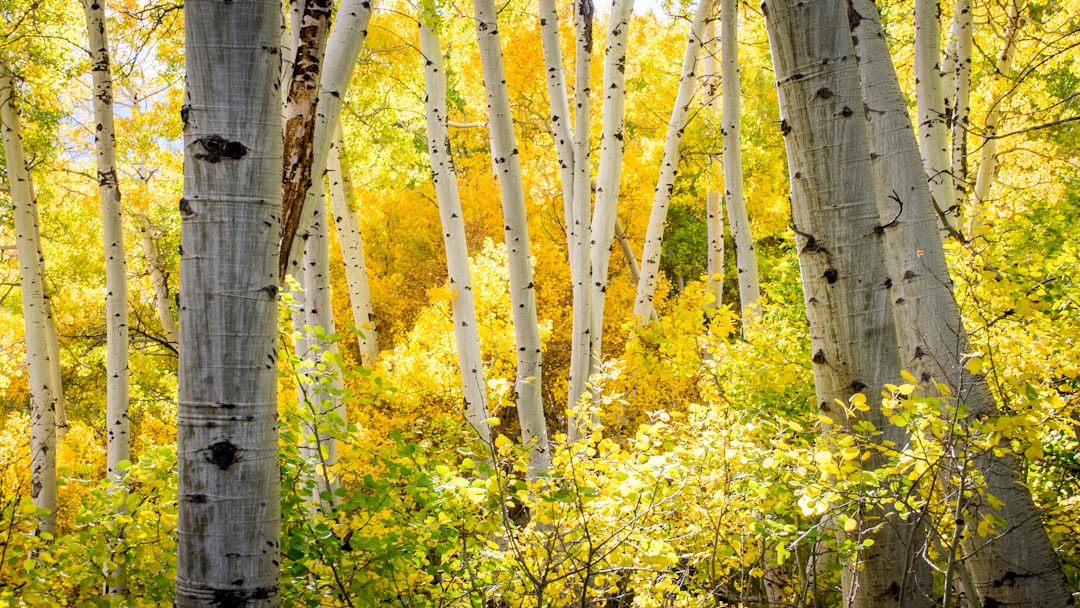 Photo Birch forest