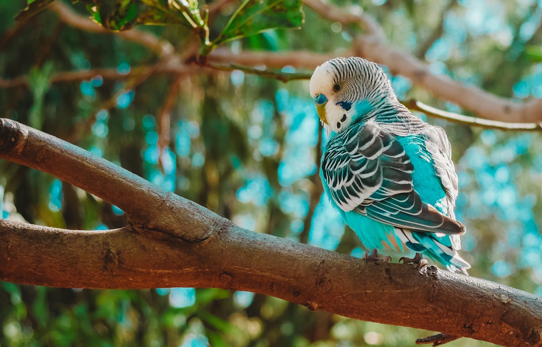 The Colorful Jenday Conure: A Vibrant Addition to Your Home